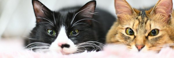 camerakoneko Profile Banner