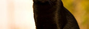 ampcat's profile banner image