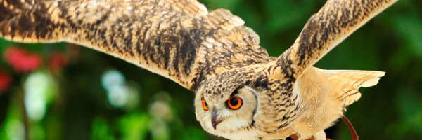 kzooooo Profile Banner