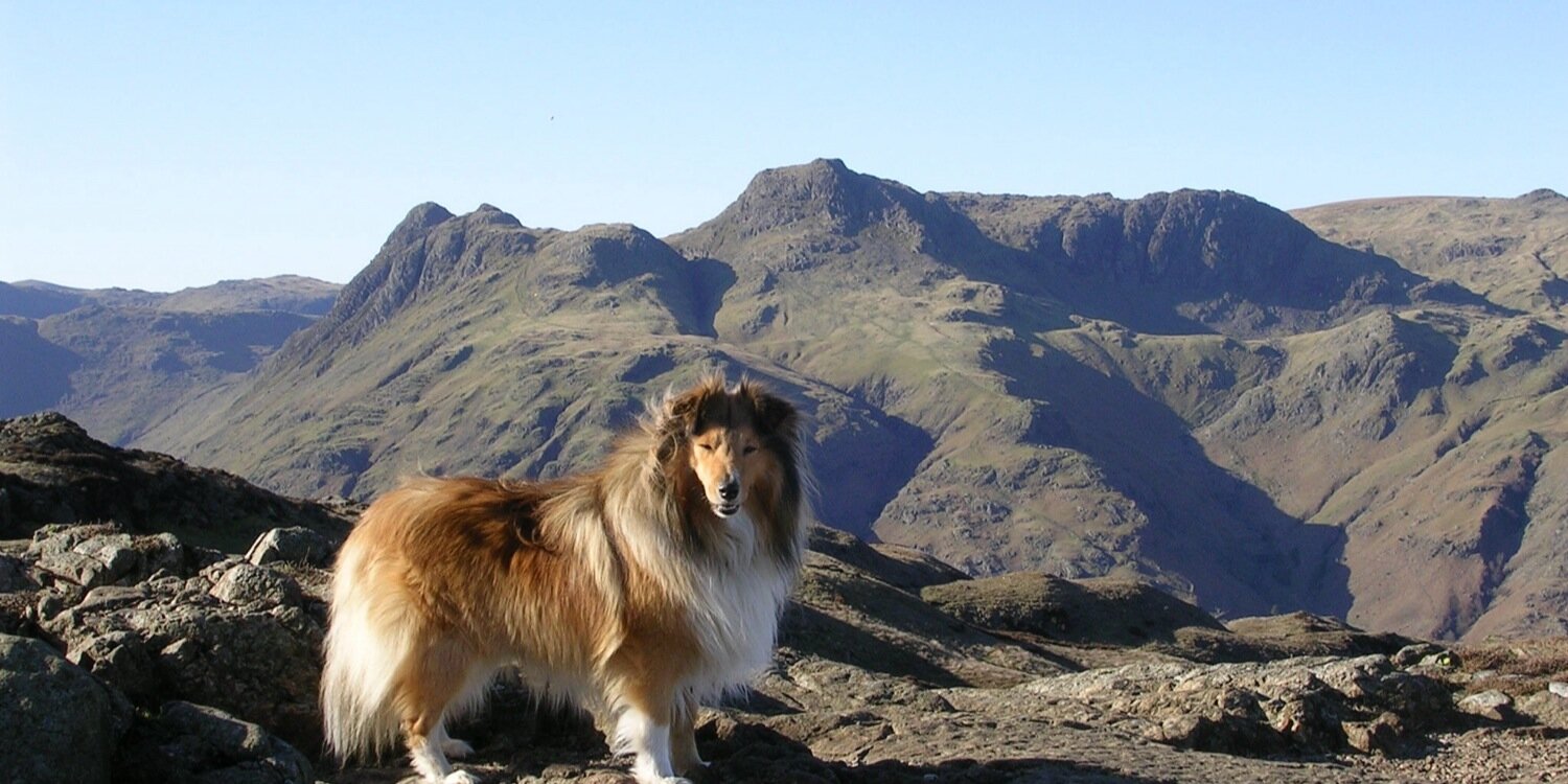 Mark Shucksmith banner