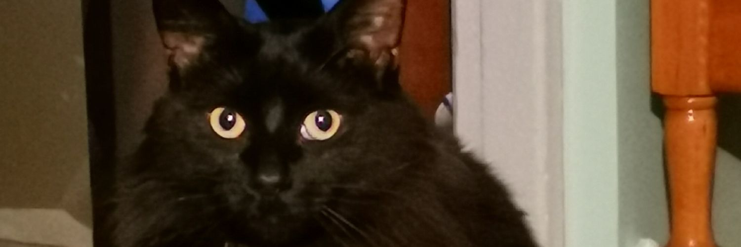 ablackcatmeow's profile banner image