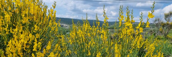 CCastaner Profile Banner