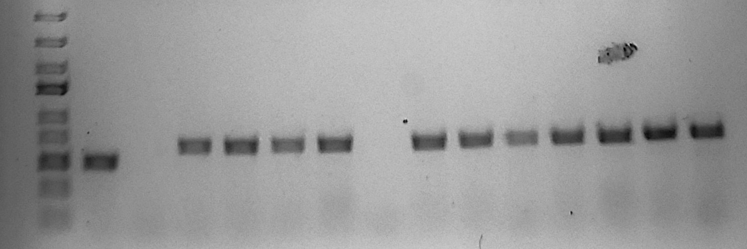 Dr Ginger Hunter banner