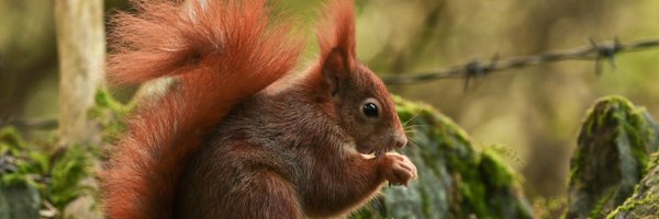 RedSquirrelsinW Profile Banner