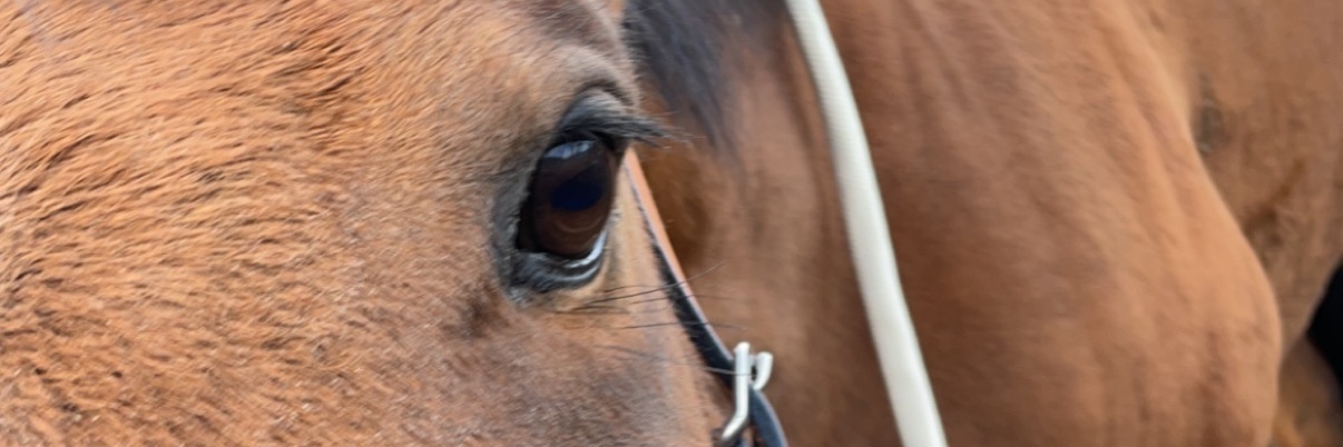shalesecarma's profile banner image
