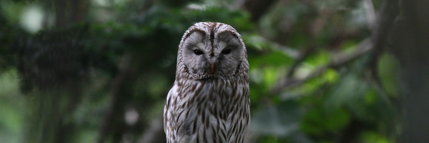 Manuel Leick-Jonard banner