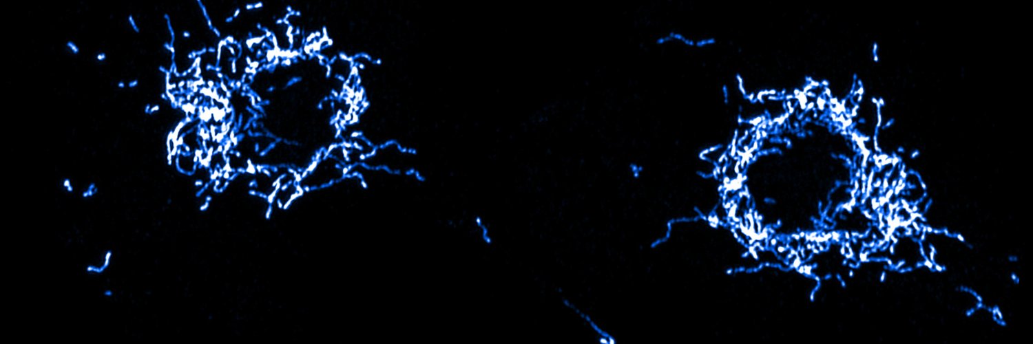 The Aging Brain Lab banner