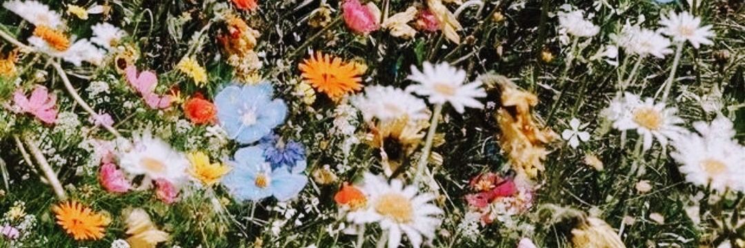 Flower72912238's profile banner image