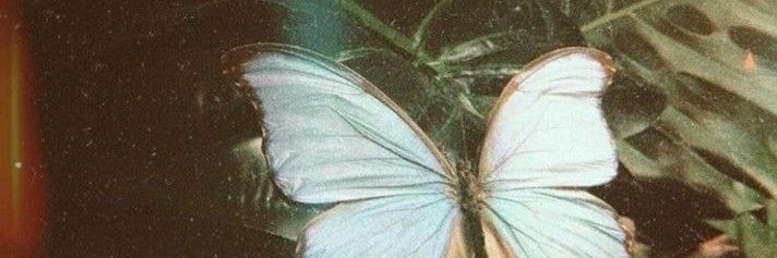 serioleyy 🦋 banner