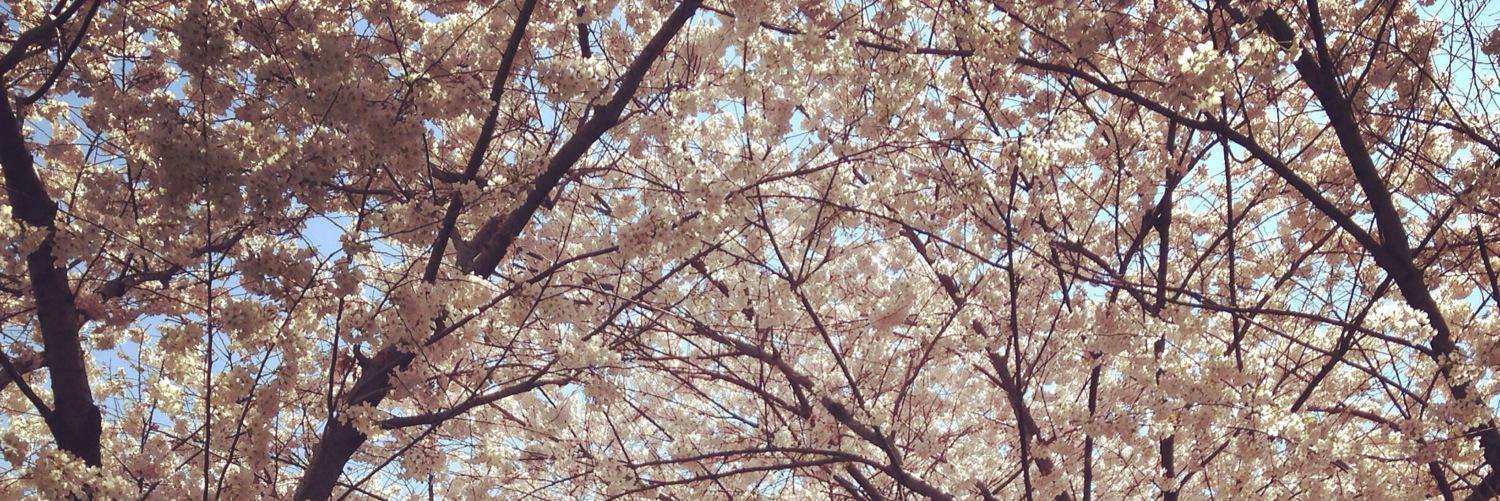 Ciaramilk's profile banner image