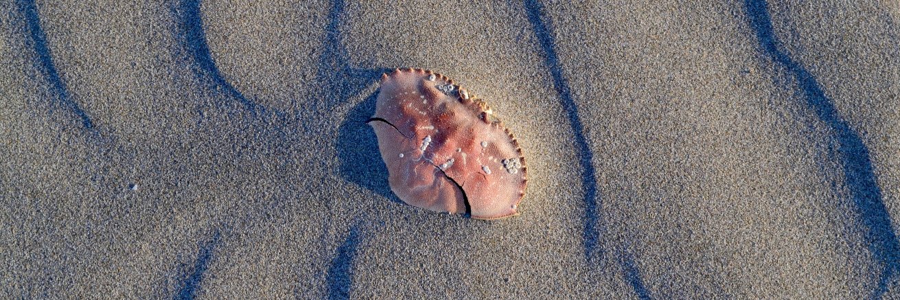 Bethany Marcel banner