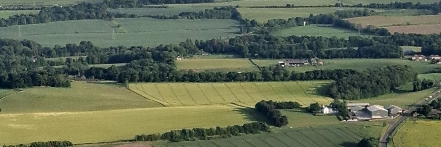 Caora Dhubh's banner