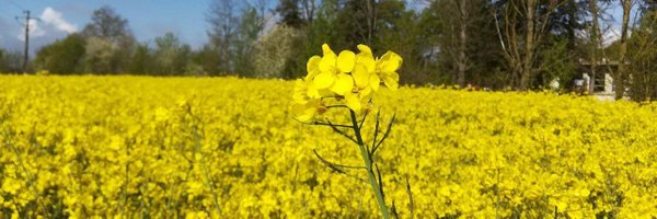 franz_boideau Profile Banner