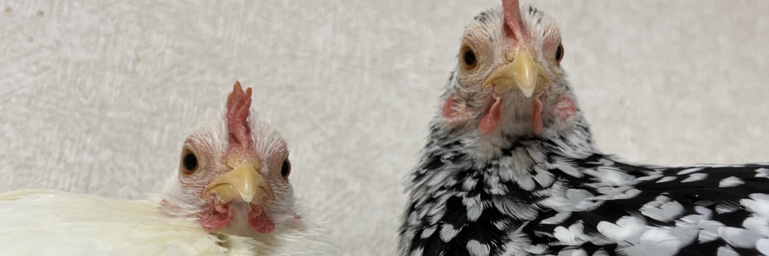 鳥を自慢するアカウント's banner