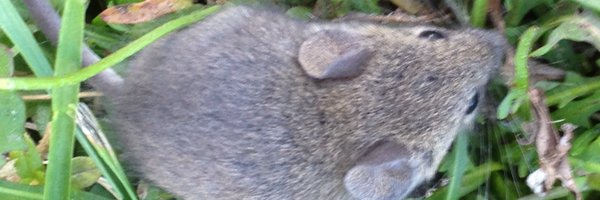 fabutton Profile Banner