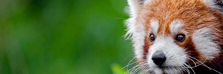 Red Panda Every Hour!'s banner