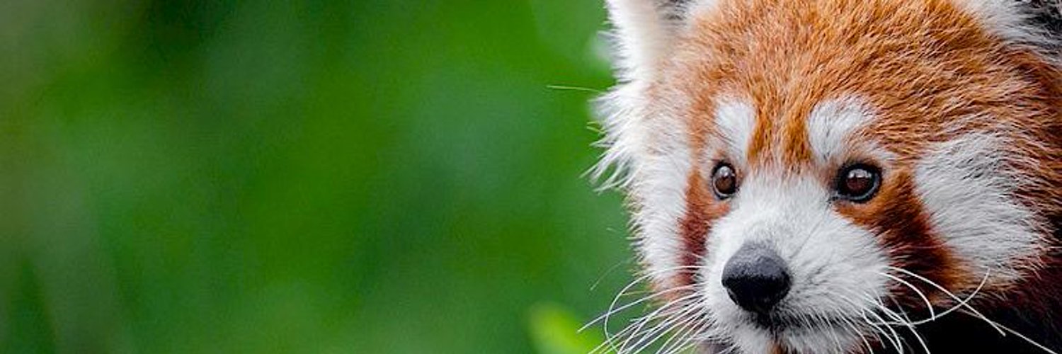 Red Panda Every Hour! Profile Banner