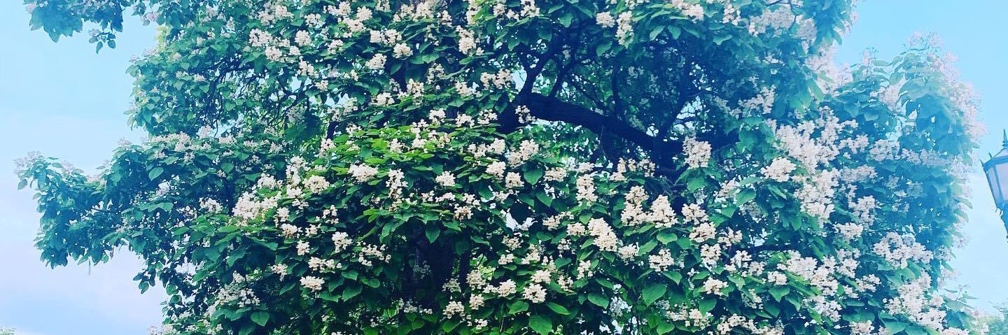 DaniSantanderrr's profile banner image