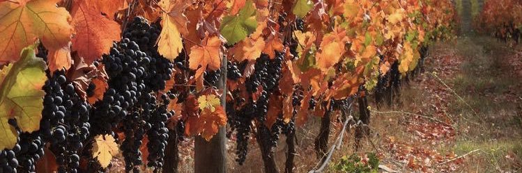 maite_rod's profile banner image