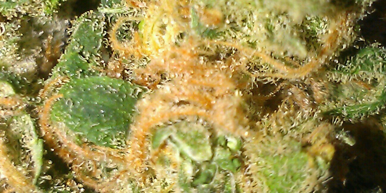 dankelicious420's profile banner image