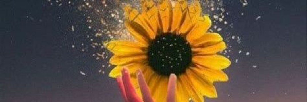 sheistd's profile banner image