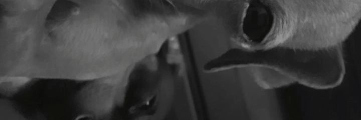 goonzalezluzz's profile banner image