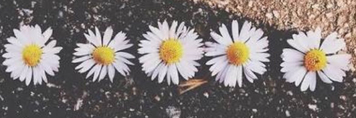 LeilianeDutra's profile banner image