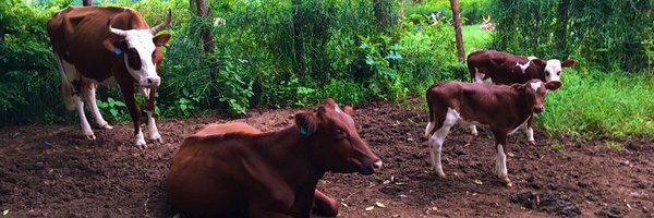 Novine_Farm Profile Banner