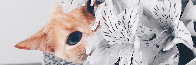 ekaty14's profile banner image