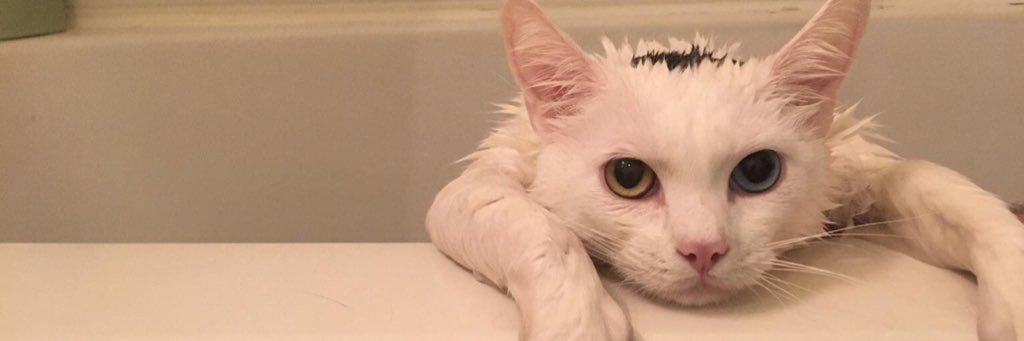 cumdumpling's profile banner image