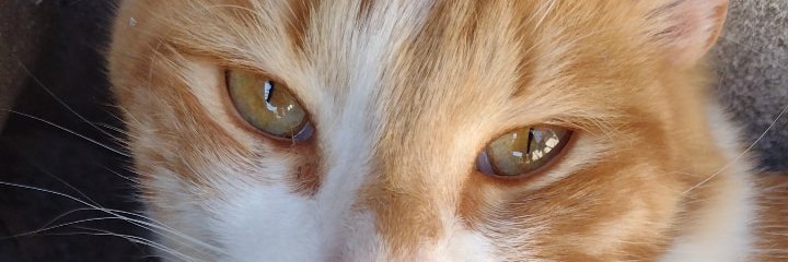 Ruana_bren's profile banner image