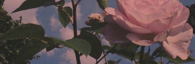 _enoxara_'s profile banner image