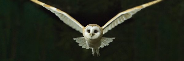 RealBlindOwl Profile Banner
