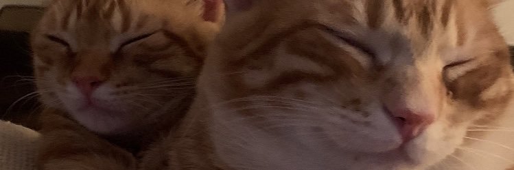 pecrez's profile banner image