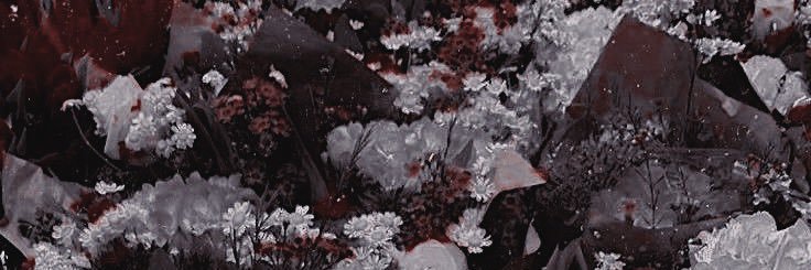 rachel ❁*ﾞ̥ banner