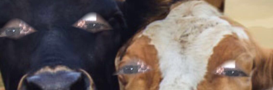 karmen banner