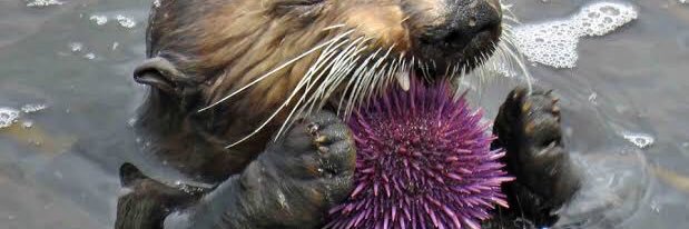 ¯\_(ツ)_/¯ (they / them) banner