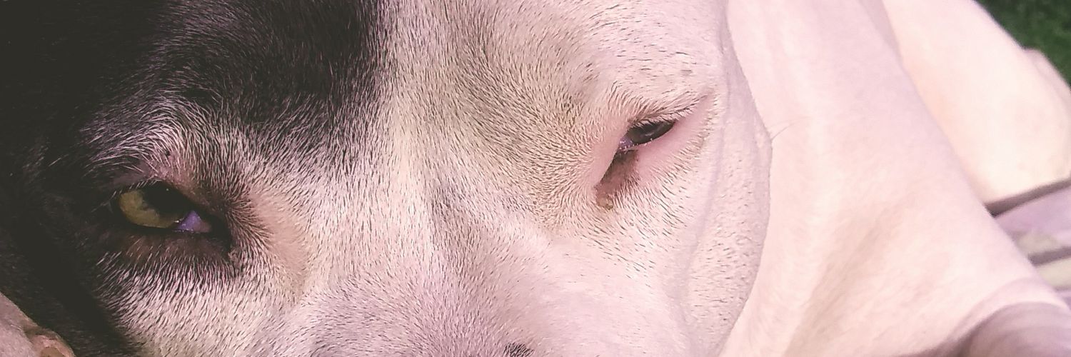 ChiichoRiver's profile banner image