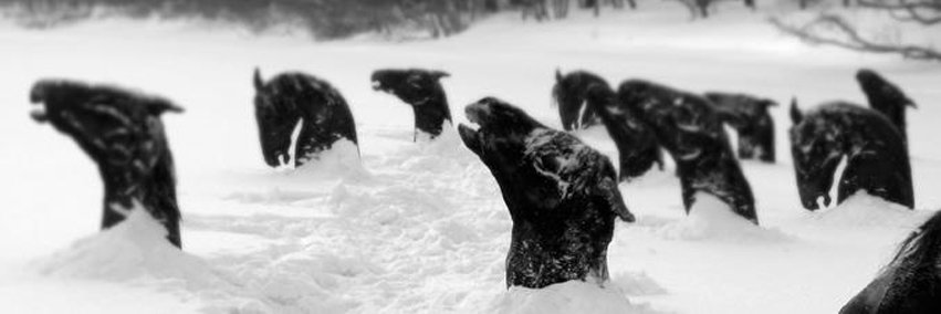 nahuelmina's profile banner image