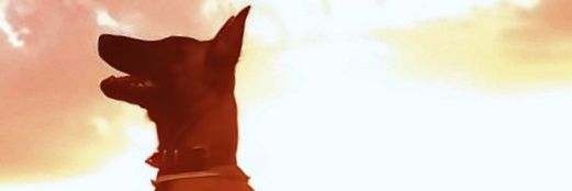 🇦🇹Gracias_papá_por_hacerme_sevillista🇦🇹 banner