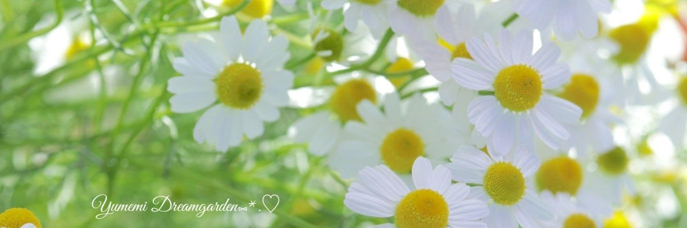 𝕔𝕙𝕒𝕞𝕠𝕞𝕚𝕝𝕖🌹🌿's banner