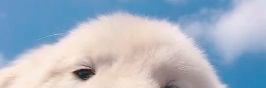 🍎 banner
