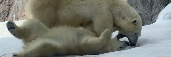 ayucc22 Profile Banner