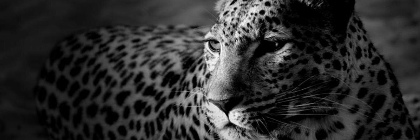 rasla26's profile banner image