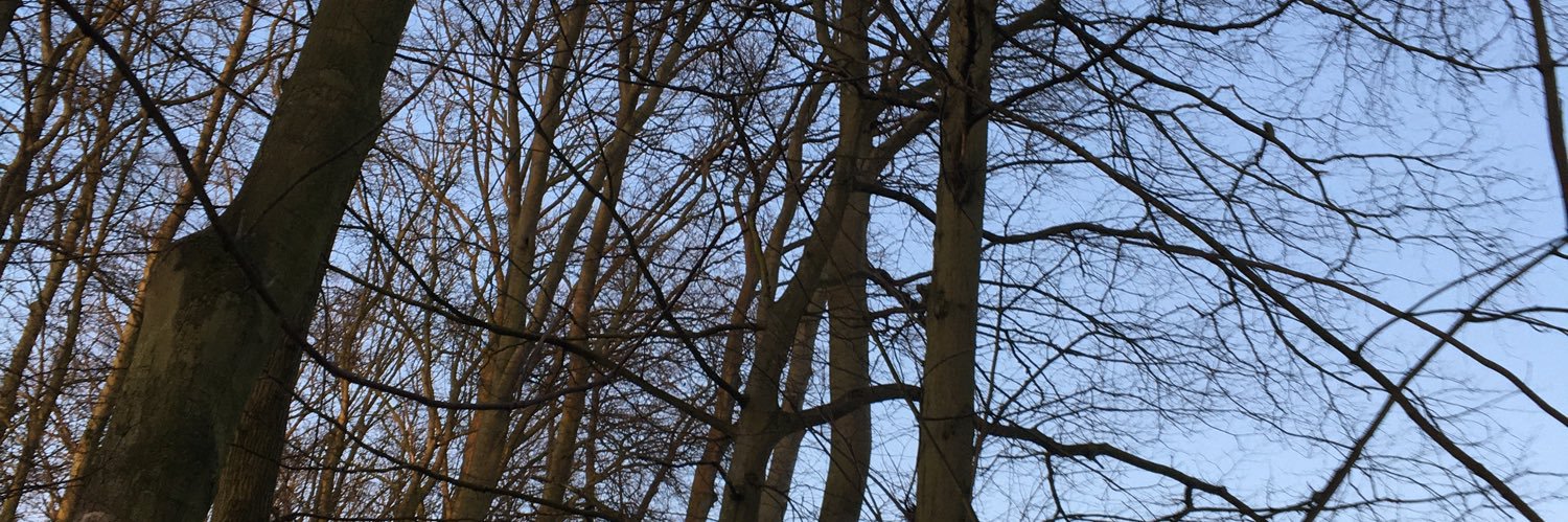 MrsDintheForest's profile banner image