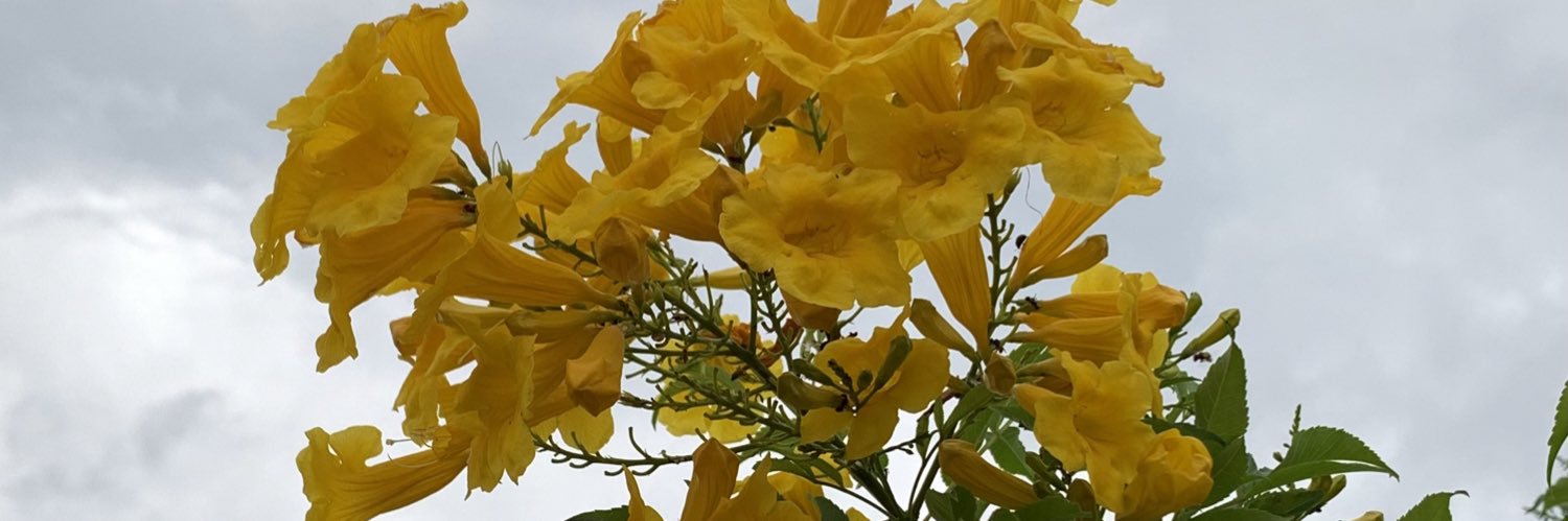 kaatyborgess's profile banner image