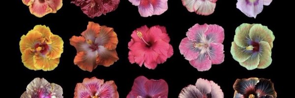 ssofimn Profile Banner