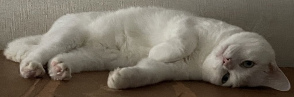 小﨑 康史 banner