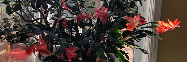 M_O__N_A_'s profile banner image