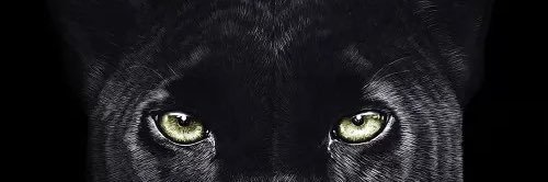 @Catman banner